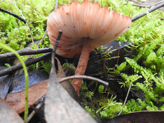Lepiota haemorrhagica