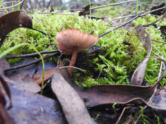 Lepiota haemorrhagica