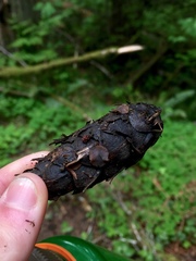 Ciboria rufofusca
