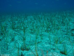 Cymodocea nodosa
