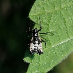 Micrathena picta