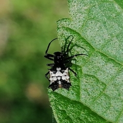 Micrathena picta