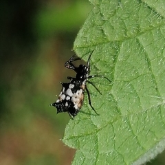 Micrathena picta