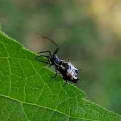 Micrathena picta