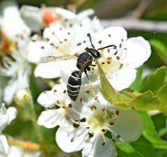 Odynerus melanocephalus