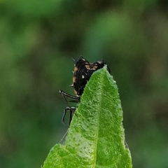 Micrathena picta