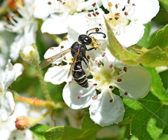 Odynerus melanocephalus