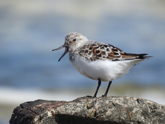 Calidris alba
