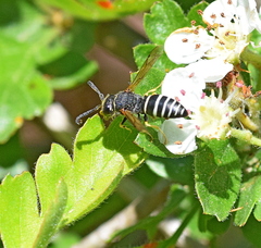 Odynerus melanocephalus