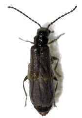 Malthodes pumilus
