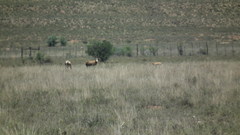 Damaliscus pygargus phillipsi