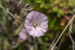 Convolvulus oleifolius