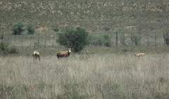 Damaliscus pygargus phillipsi