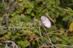 Convolvulus oleifolius