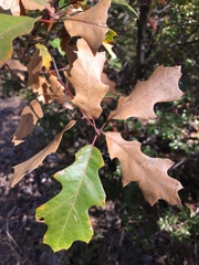 Quercus gravesii