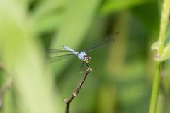 Chalcostephia flavifrons