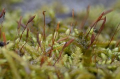 Brachythecium campestre