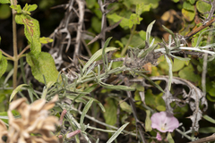 Convolvulus oleifolius