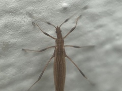 Berytinus minor