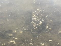 Eudistoma elongatum