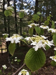 Viburnum lantanoides image