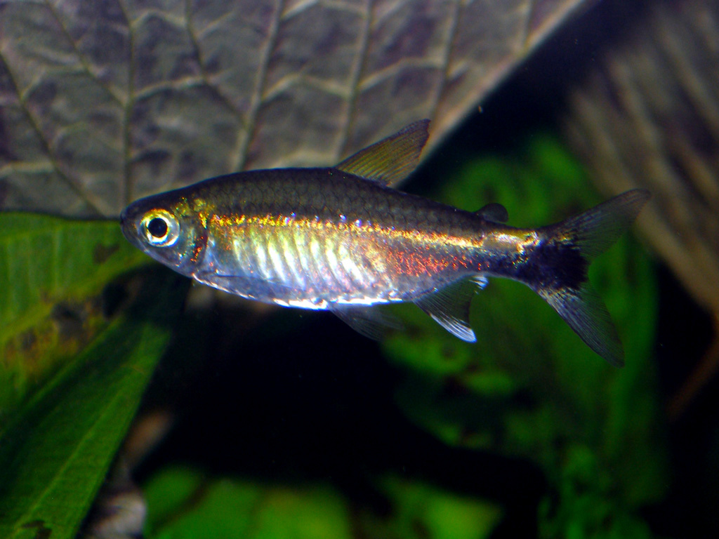 January Tetra
