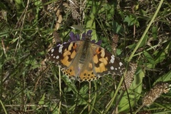 Vanessa cardui