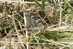 Vanessa cardui