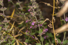 Teucrium divaricatum