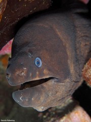 Gymnothorax unicolor