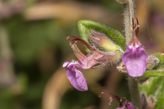 Teucrium divaricatum