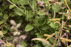 Teucrium divaricatum