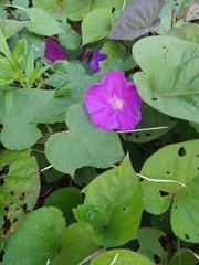 Ipomoea orizabensis