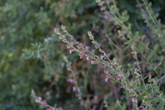 Teucrium divaricatum