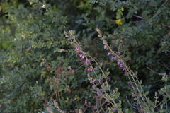 Teucrium divaricatum