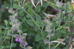 Teucrium divaricatum