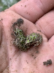 Pelodytes atlanticus