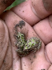 Pelodytes atlanticus