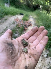 Pelodytes atlanticus