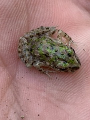 Pelodytes atlanticus