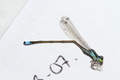 Ischnura capreolus