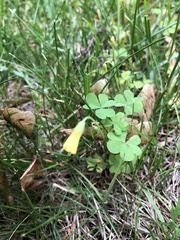 Oxalis stricta