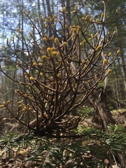 Chrysomyxa arctostaphyli
