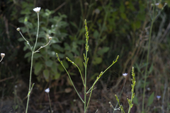 Asphodeline liburnica