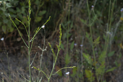 Asphodeline liburnica