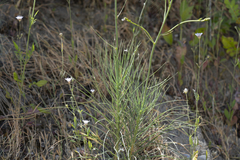 Asphodeline liburnica
