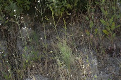 Asphodeline liburnica