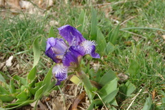 Iris lutescens lutescens