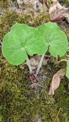 Asarum canadense
