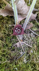 Asarum canadense